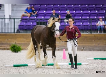 Gypsy Horse, Stallion, 6 years, Brown