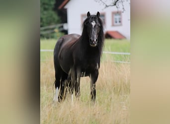 Gypsy Horse Mix, Stallion, 7 years, 12,2 hh, Black