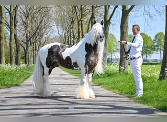 Gypsy Horse, Stallion, 7 years, 14.2 hh, Tobiano-all-colors