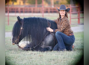 Gypsy Horse, Stallion, 7 years, 14,3 hh, Roan-Blue