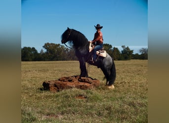 Gypsy Horse, Stallion, 7 years, 14,3 hh, Roan-Blue