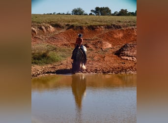 Gypsy Horse, Stallion, 7 years, 14,3 hh, Roan-Blue