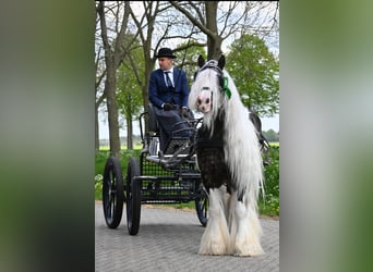 Gypsy Horse, Stallion, 8 years, 14.2 hh, Tobiano-all-colors