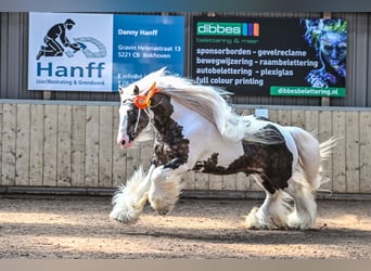 Gypsy Horse, Stallion, 8 years, 14.2 hh, Tobiano-all-colors