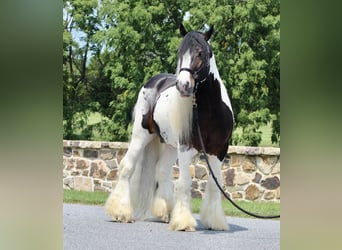 Gypsy Horse, Stallion, 8 years, 15 hh