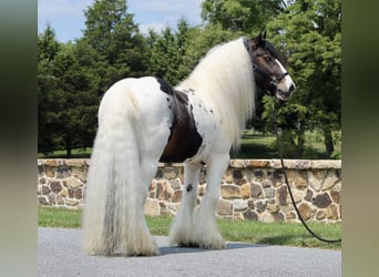 Gypsy Horse, Stallion, 8 years, 15 hh