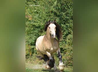 Gypsy Horse, Stallion, 9 years, 15.1 hh