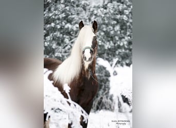 Gypsy Horse, Stallion, 3 years, 15 hh, Black