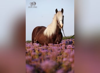 Gypsy Horse, Stallion, 3 years, 15 hh, Black
