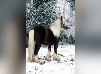 Gypsy Horse, Stallion, 3 years, 15 hh, Black