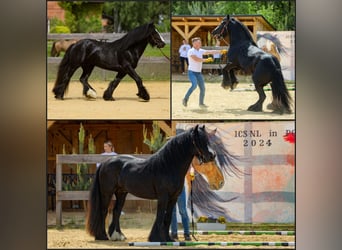 Gypsy Horse, Stallion, 5 years, 14,1 hh, Black