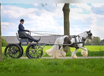 Gypsy Horse, Stallion, 7 years, 14.2 hh