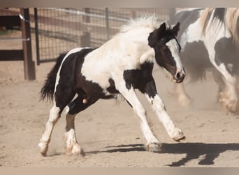 Gypsy Horse, Stallion, Foal (04/2025), 10 hh, Pinto