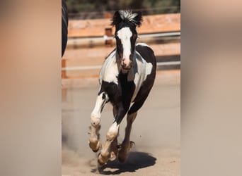 Gypsy Horse, Stallion, Foal (04/2025), 10 hh, Pinto