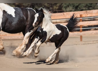 Gypsy Horse, Stallion, Foal (04/2025), 10 hh, Pinto