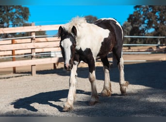 Gypsy Horse, Stallion, Foal (04/2025), 10 hh, Pinto