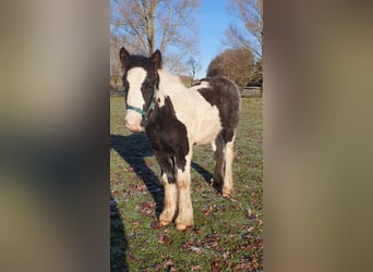 Gypsy Horse, Stallion, Foal (07/2025), 12,1 hh, Pinto