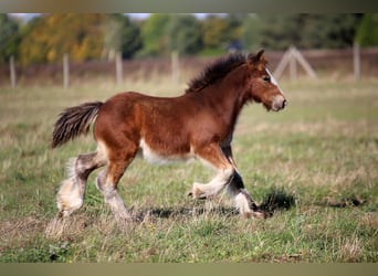 Gypsy Horse, Stallion, Foal (06/2026), 13.1 hh, Brown