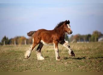 Gypsy Horse, Stallion, Foal (06/2026), 13.1 hh, Brown