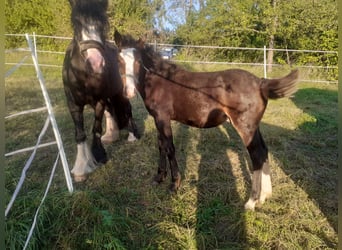 Gypsy Horse Mix, Stallion, Foal (05/2023), 13.2 hh, Brown