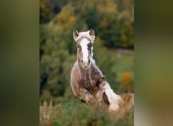Gypsy Horse, Stallion, Foal (05/2023), 13.3 hh