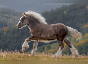 Gypsy Horse, Stallion, Foal (05/2023), 13.3 hh