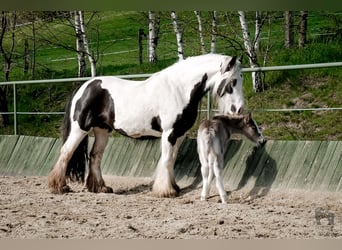 Gypsy Horse, Stallion, Foal (05/2023), 13.3 hh