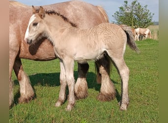 Gypsy Horse, Stallion, Foal (05/2024), 14.1 hh, Grullo