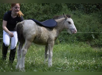 Gypsy Horse, Stallion, Foal (05/2024), 14.1 hh, Leopard-Piebald