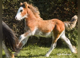 Gypsy Horse, Stallion, Foal (05/2023), 14.2 hh, Brown