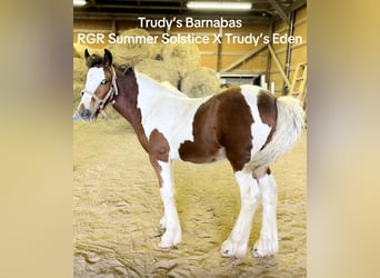 Gypsy Horse, Stallion, Foal (05/2025), 14,1 hh, Pinto