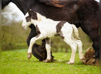 Gypsy Horse, Stallion, Foal (01/2026), 15.1 hh