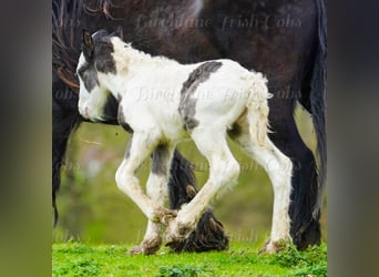 Gypsy Horse, Stallion, Foal (01/2026), 15.1 hh
