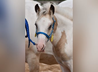 Gypsy Horse, Stallion, Foal (05/2023), 15.1 hh, Buckskin