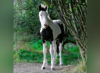 Gypsy Horse, Stallion, Foal (05/2023), 15.2 hh, Pinto