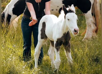 Gypsy Horse, Stallion, Foal (05/2023), 15.2 hh, Pinto