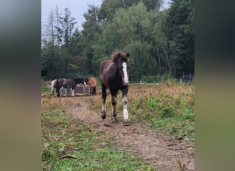 Gypsy Horse Mix, Stallion, Foal (06/2025), 15,1 hh, Black