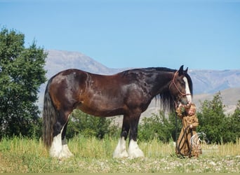 Gypsy Horse, Stallion, Foal (02/2023), Bay