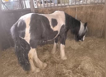 Gypsy Horse, Stallion, Foal (01/2025)
