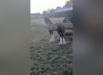 Gypsy Horse, Stallion, Foal (06/2024), Brown