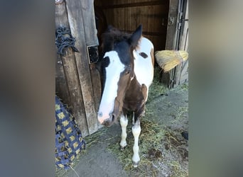 Gypsy Horse, Stallion, Foal (04/2026)