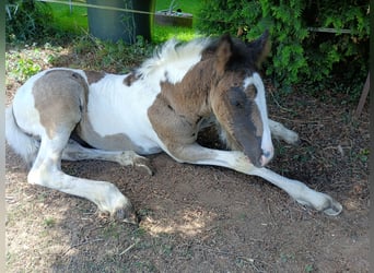 Gypsy Horse, Stallion, Foal (04/2026)