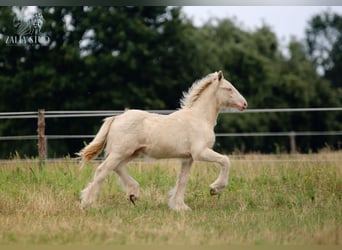 Gypsy Horse, Stallion, Foal (03/2025), Perlino