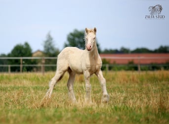Gypsy Horse, Stallion, Foal (03/2025), Perlino