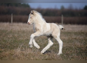 Gypsy Horse, Stallion, Foal (03/2025), Perlino