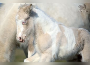 Gypsy Horse, Stallion, Foal (03/2025), Perlino