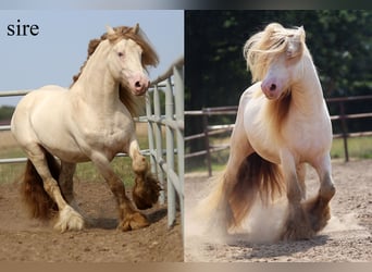 Gypsy Horse, Stallion, Foal (03/2025), Perlino