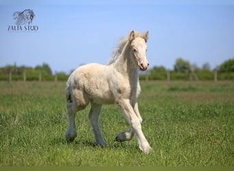 Gypsy Horse, Stallion, Foal (03/2025), Perlino