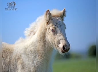 Gypsy Horse, Stallion, Foal (03/2025), Perlino