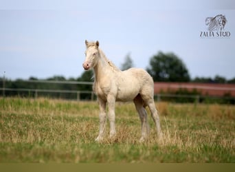 Gypsy Horse, Stallion, Foal (03/2025), Perlino